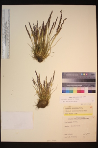 Agrostis variabilis image